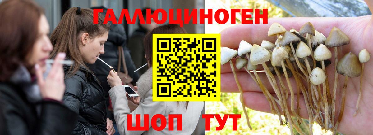 Галлюциногенные грибы Psilocybe  Псилоцибиновые грибы Cubensis  Вход с VPN  Назарово 